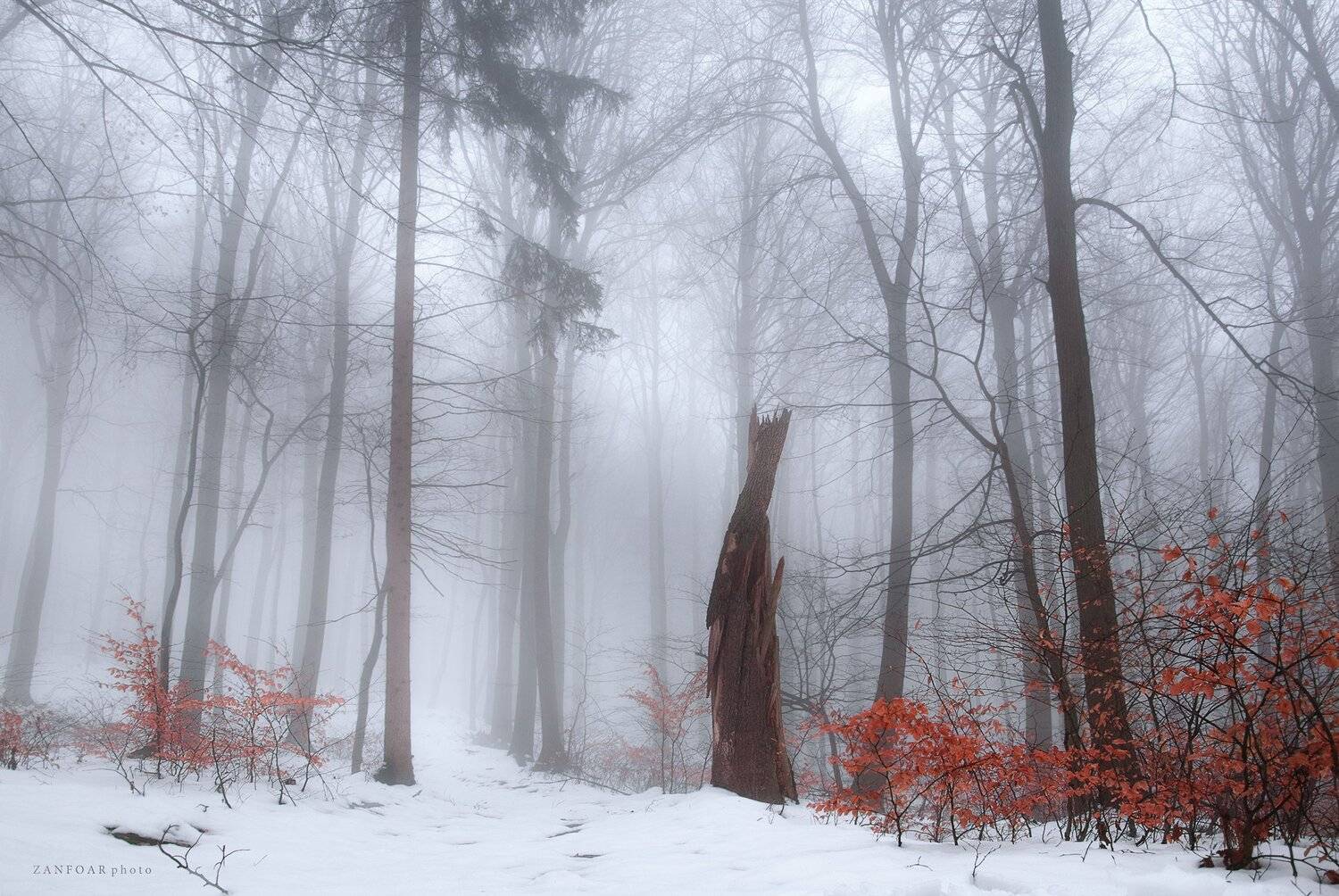 зимний туман,туман, лес, деревья, дымка, вуаль, снег, холод, листья, zanfoar, чешская республика,bohemia,czech republic,чехия, Zanfoar