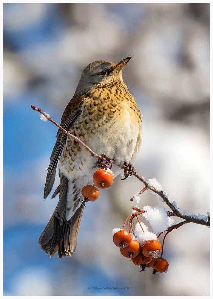 , Валерий Субачев