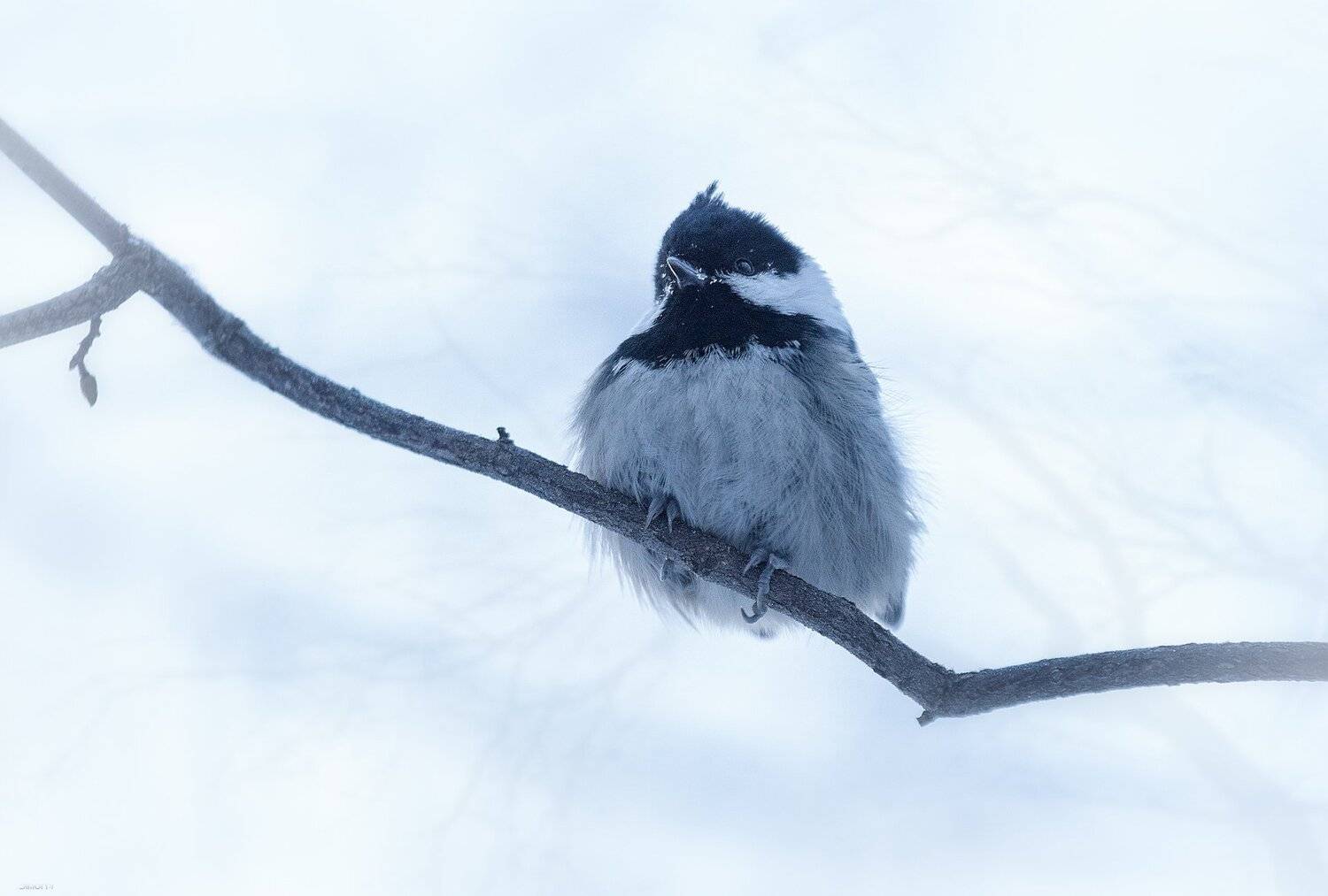 природа, лес, животные, птицы, Дмитрий Посевич