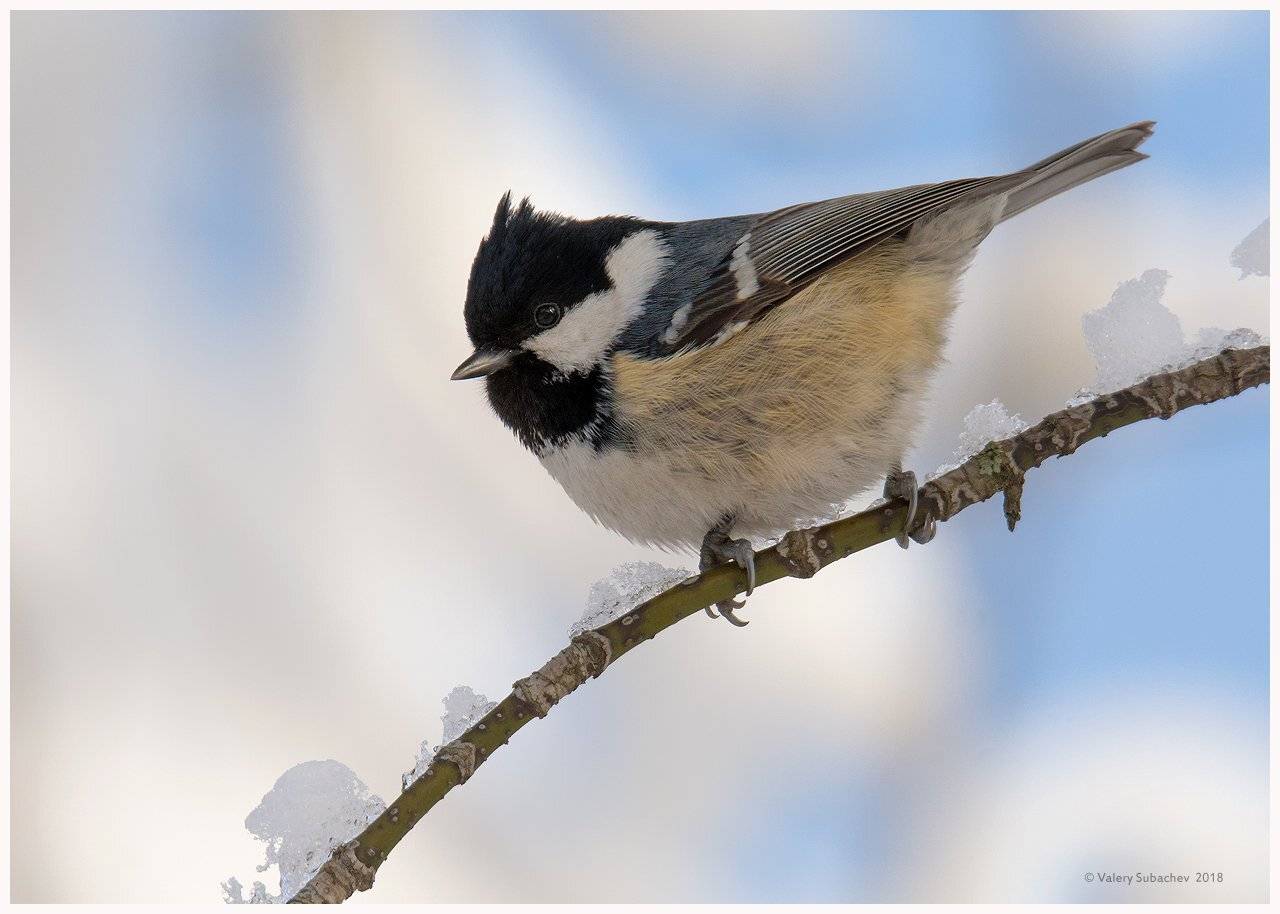 , Валерий Субачев