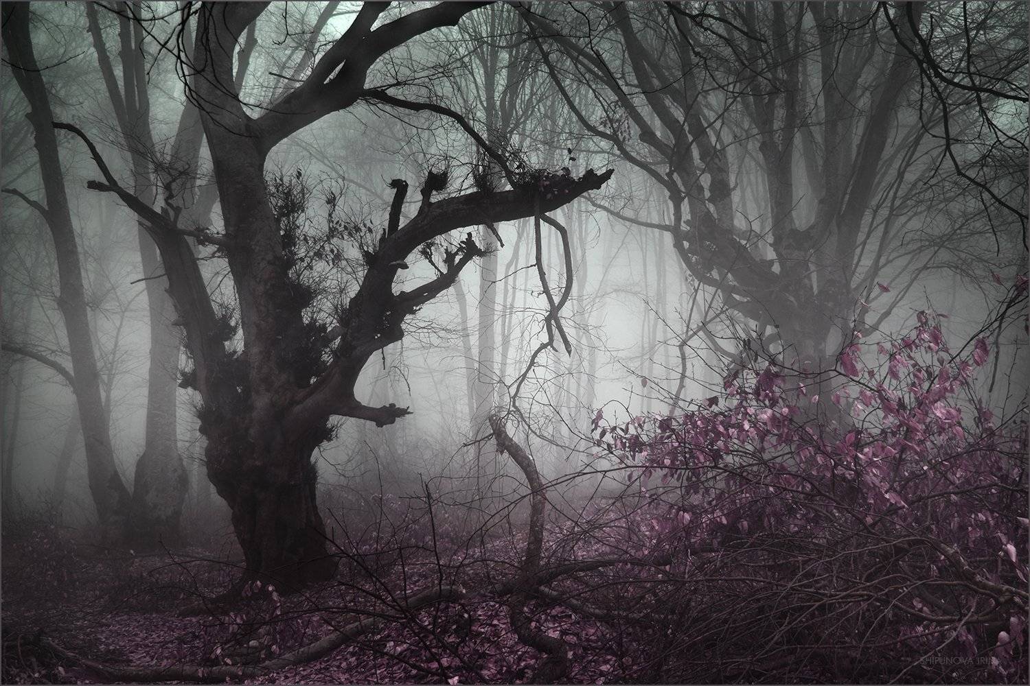 кбр, кизиловка, лес, туман, Шипунова Ирина