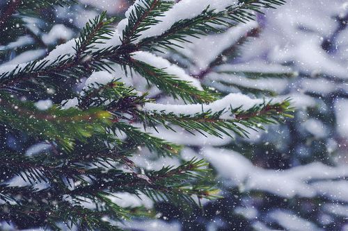 Зимняя сказка ноября