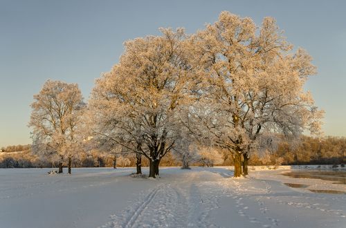 Морозное утро