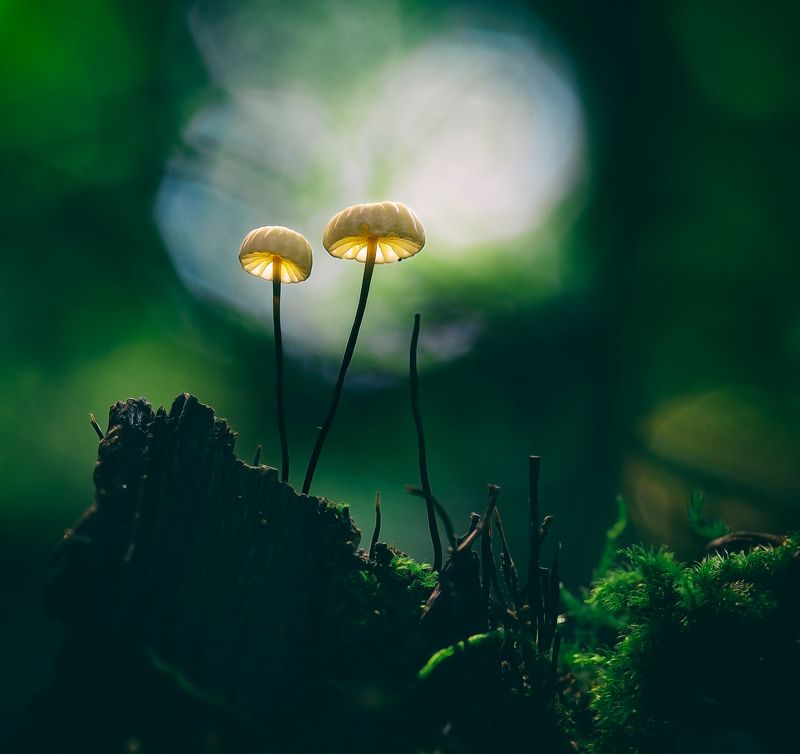 mushroom,mushrooms,nature,forest,macro,fairy,beautiful,close up, Mushrooms фото превью
