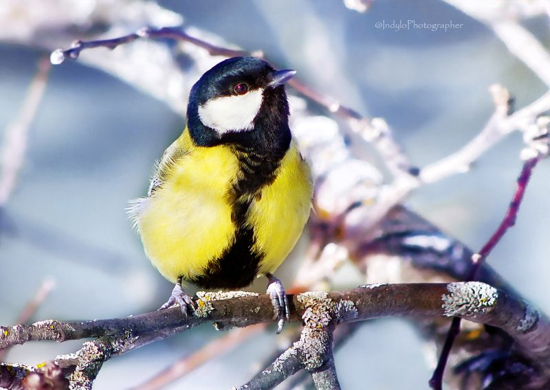Синички... фото превью
