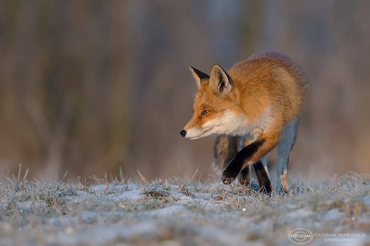 , Damian Kwasek