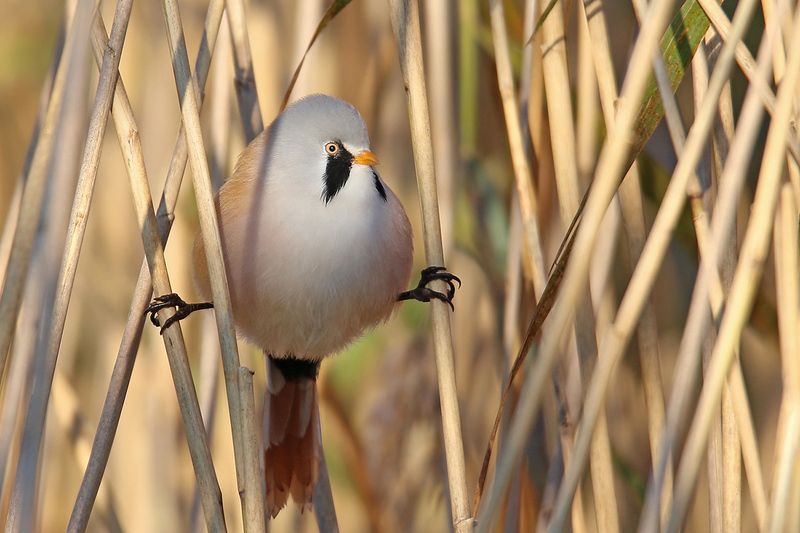 усатая, синица, самец, и, самочка, bearded tit, panurus biarmicus, bārdzīlīte, riga, latvia, Jean & Jeanne фото превью