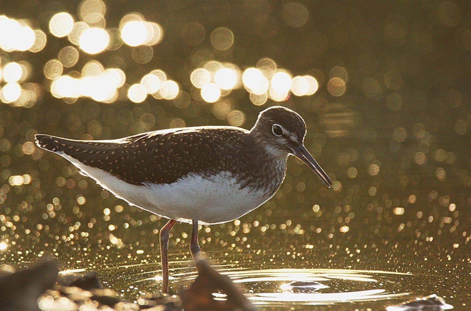 , Каранов Николай