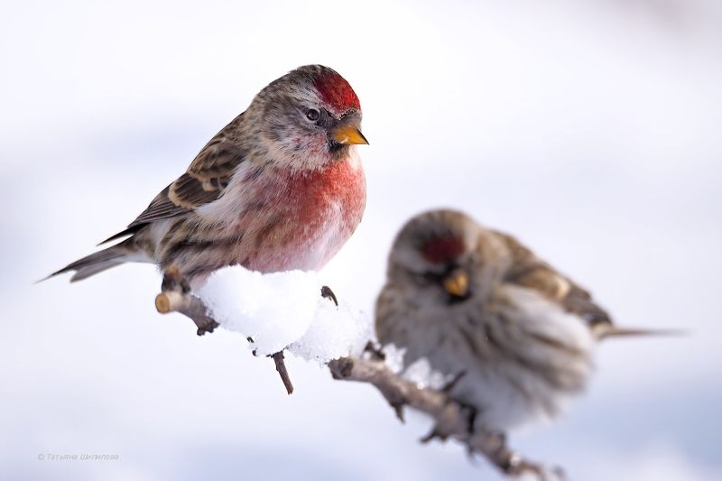 зима, мороз, московская область, обыкновенная чечётка, природа, птицы, птицы россии, снег, фауна, февраль, чечётка Чечётки прилетели! фото превью