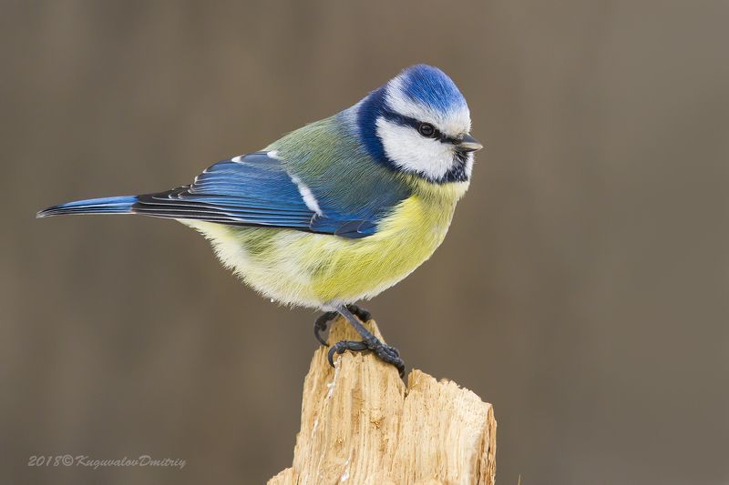 Лазоревка фото превью