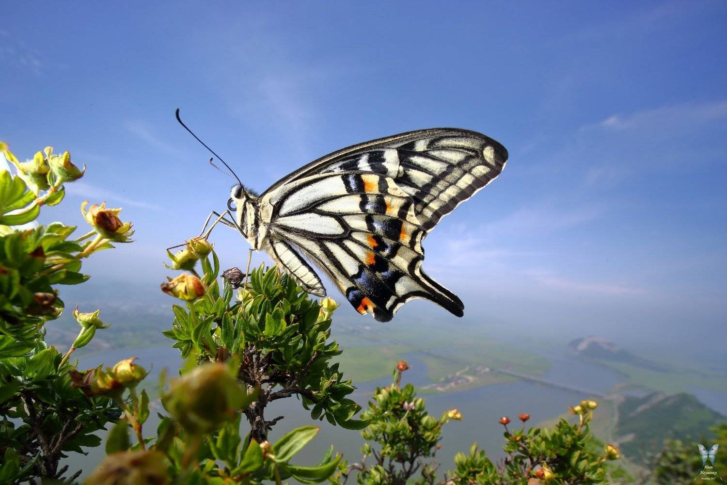 парусник ксут., Иван Науменко