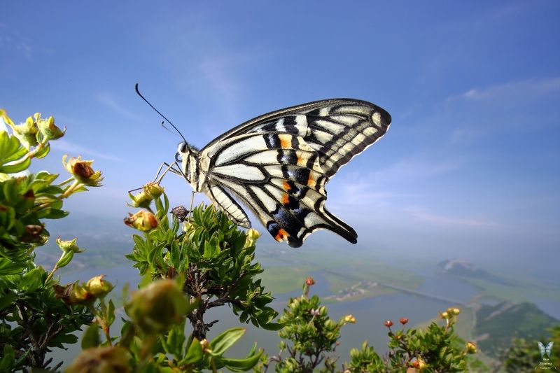 парусник ксут. Высокогорный Абелиск фото превью