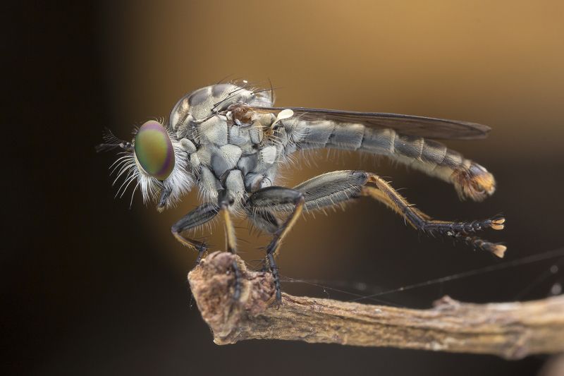 #macro#robberfly#colors Robber Fly 180207A фото превью