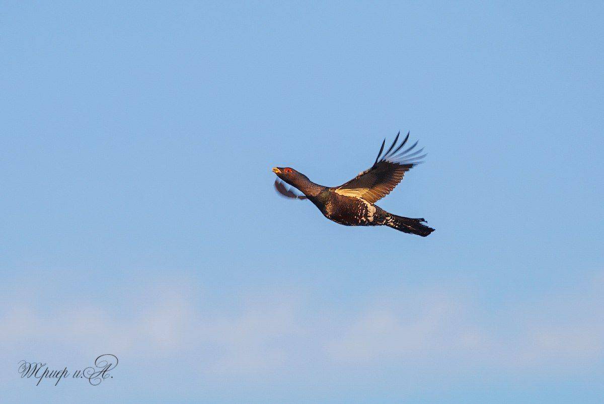 птицы,север,печора,коми,анималистика,глухарь,природа,фауна,лес, Игорь Триер