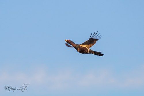 Полёт нормальный