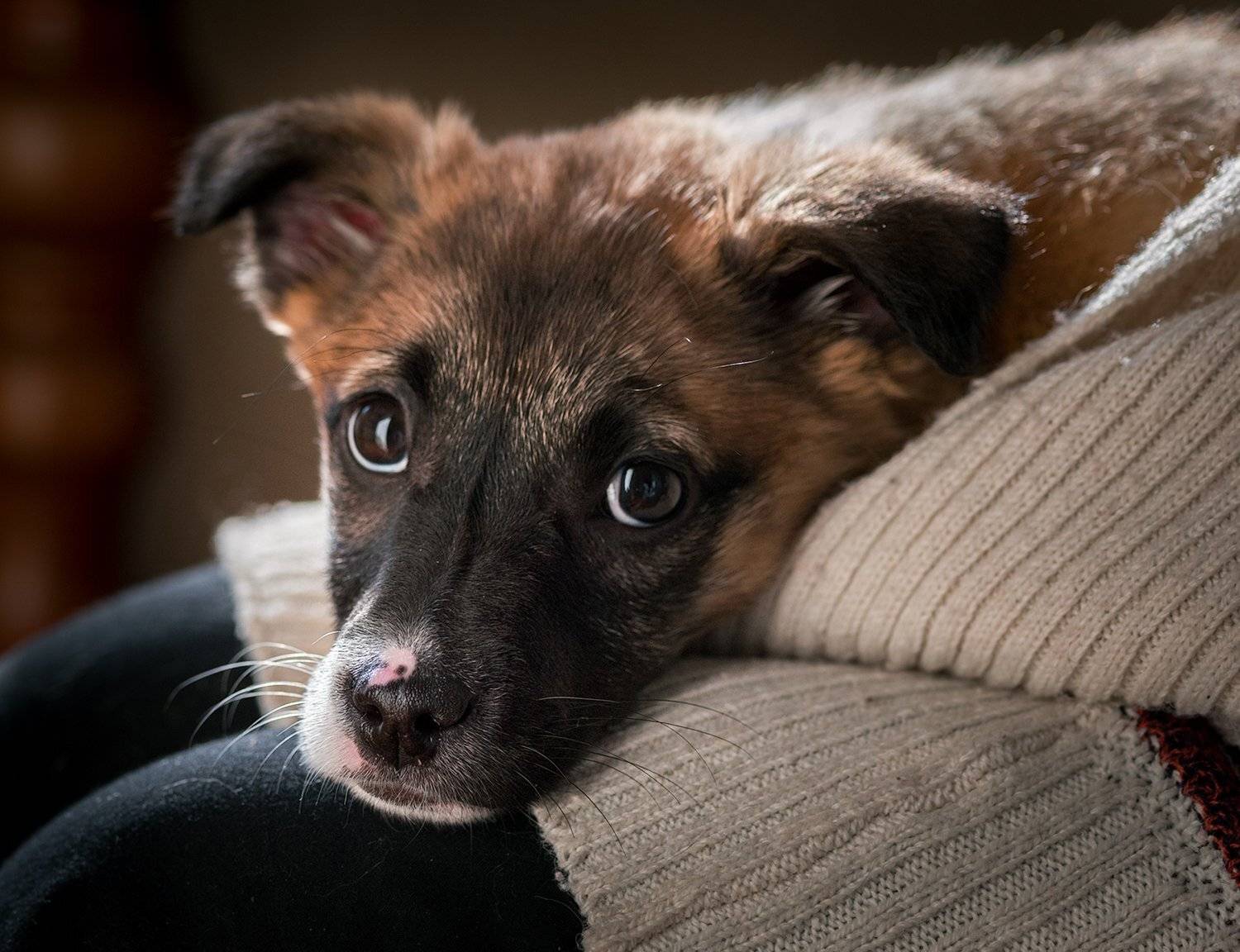 , Юрий Юрьев