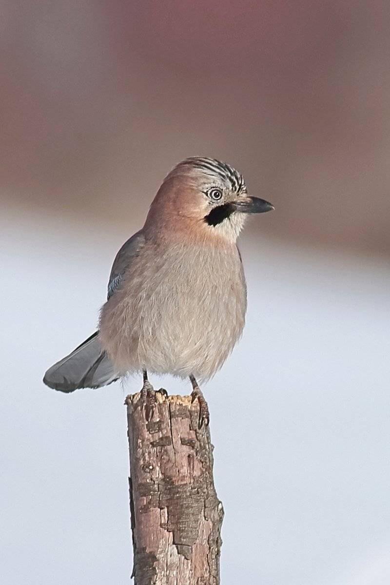 , Георги Славов