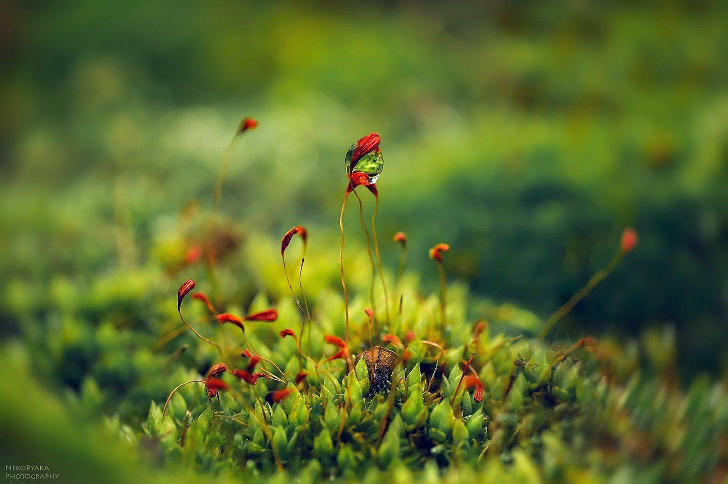 макро, природа, мох, капли, macro, plants, nature, drops, moss, Тараненко Анжелика