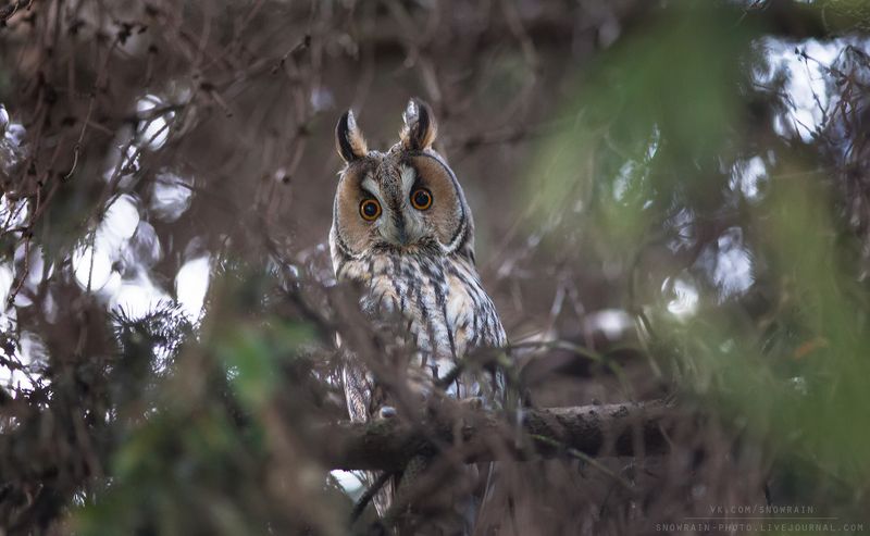 owl, wildlife, wildlife photography, анималистика, сова, ушастая сова, фотоохота, birds, nature, птицы Ушастая сова фото превью
