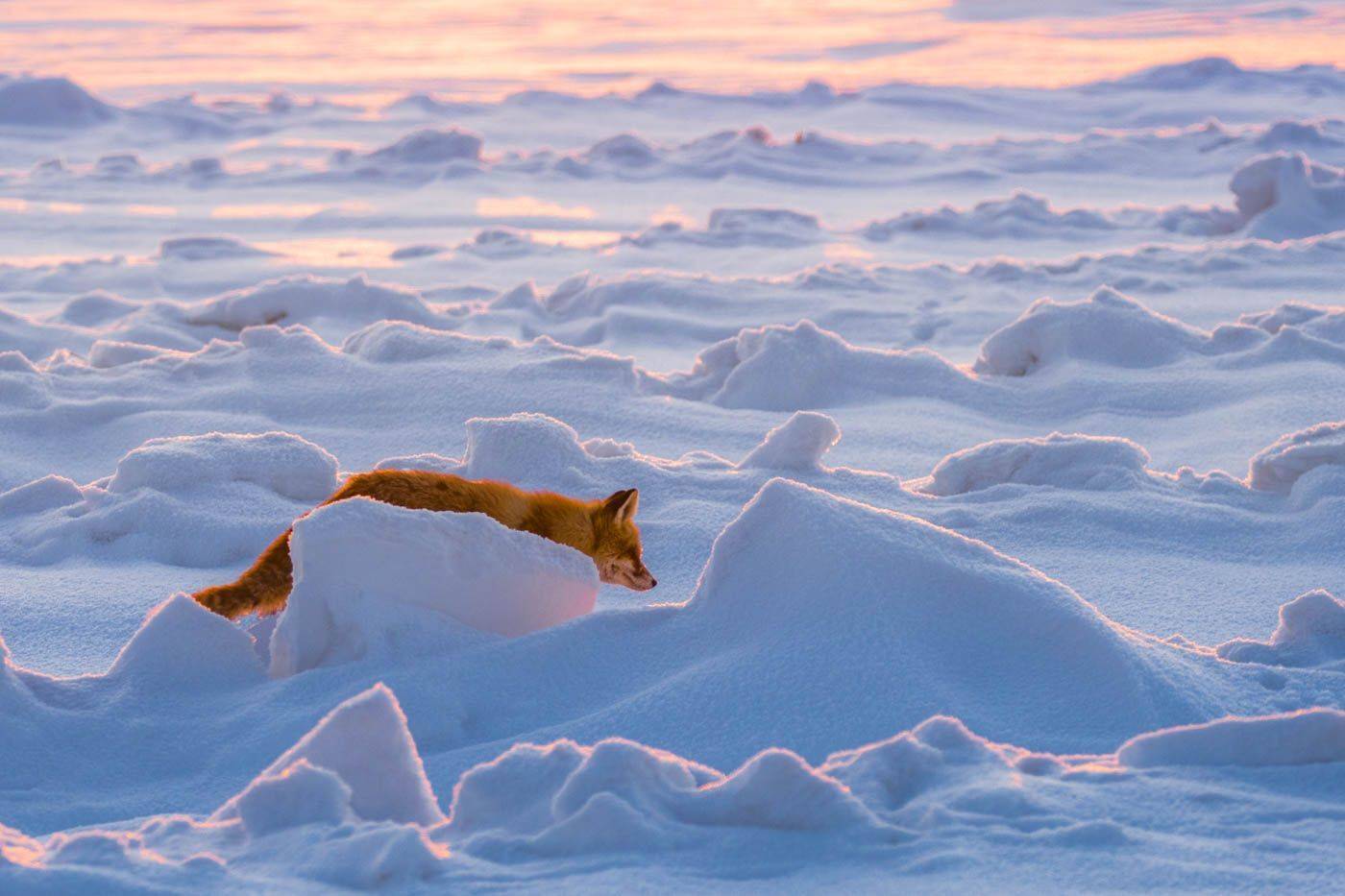 лиса, снег, Сибирь, 2018, зима, Дмитрий Дубиковский
