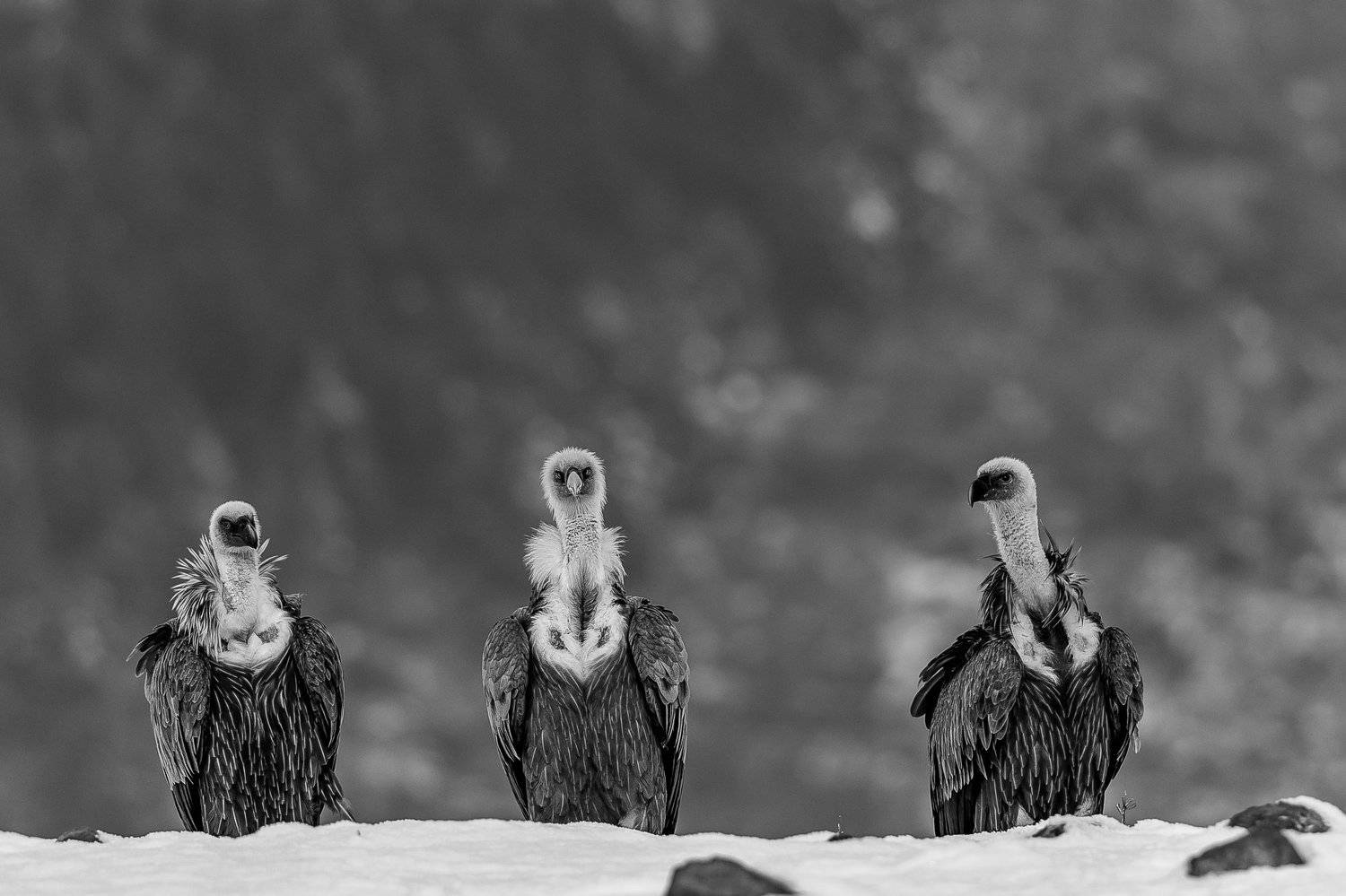 vulture,death,snow,bird,animal,winter,mountan,wildlife,landscape,nature, Nikolay Nikolov