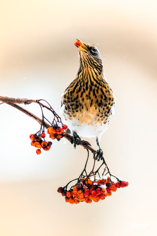 animals, berries, bird, breakfast, eating, fieldfare, kharkiv, show, sorbus, turdus pilaris, ukraine, winter, дрозд-рябинник, зима, ягода, завтрак, животные, природа, птицы С ягодой фото превью