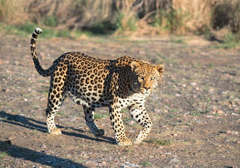 Кошка по-африкански фото превью