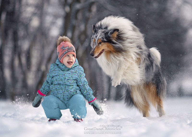 Collie фото превью