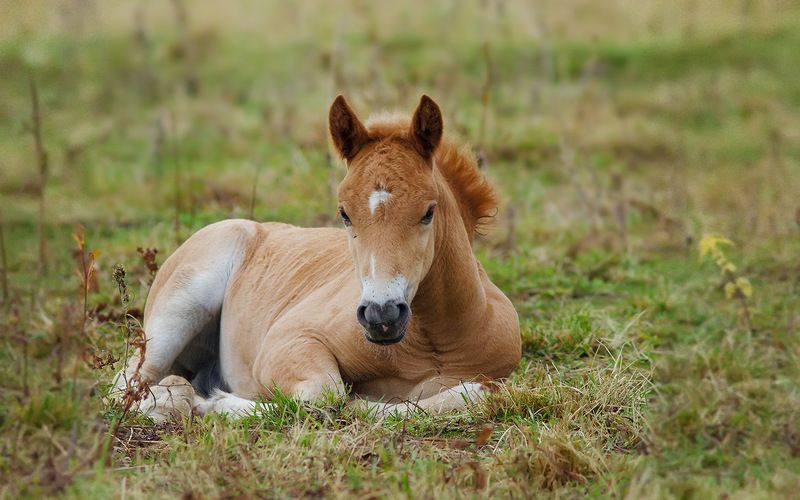 север,жеребёнок,лошадь,природа,деревня,краски,печора,коми, north,nature,village,paint,pechora,komi republic Малыш отдыхает фото превью