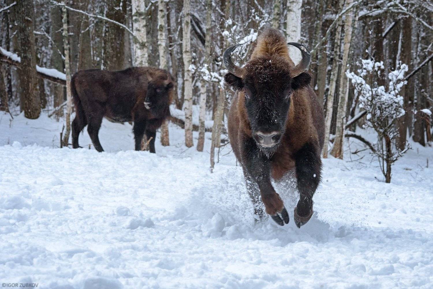зубр, заповедник, калужские засеки, метель, зима, снег, животные, bison, animal, winter, snow, Игорь Зубков