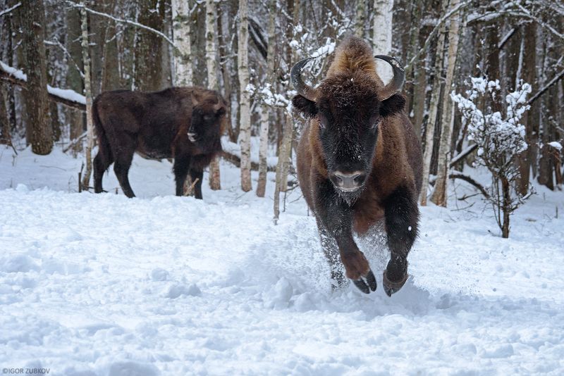 зубр, заповедник, калужские засеки, метель, зима, снег, животные, bison, animal, winter, snow Сейчас нас будут катать... фото превью