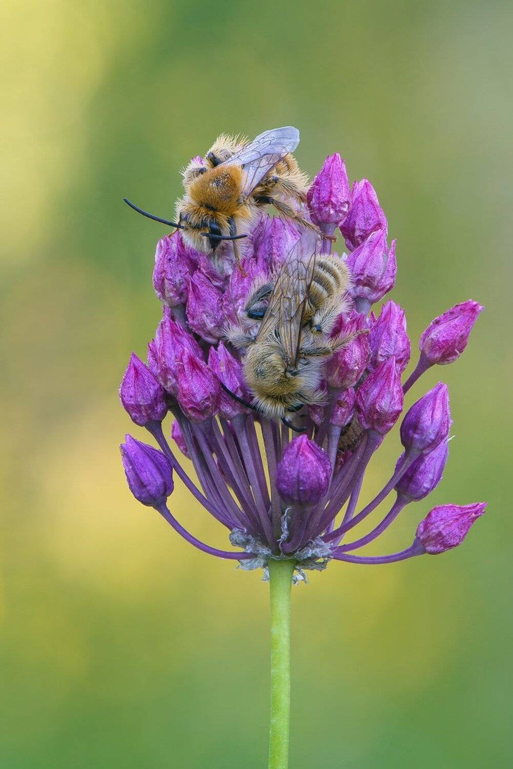 , Кузнецов Дмитрий