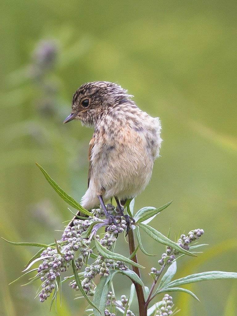 птицы,север,печора,коми,анималистика,природа,фауна,лес, Игорь Триер