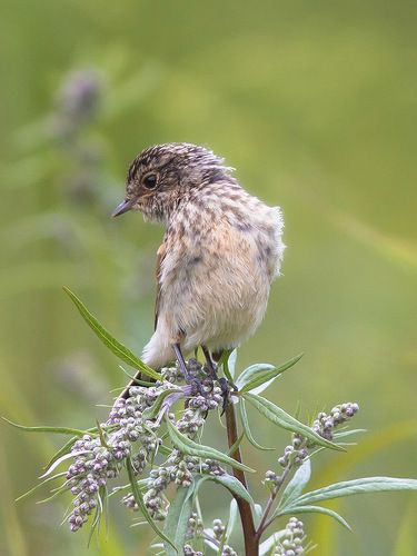 Застенчивый птиц ;-))