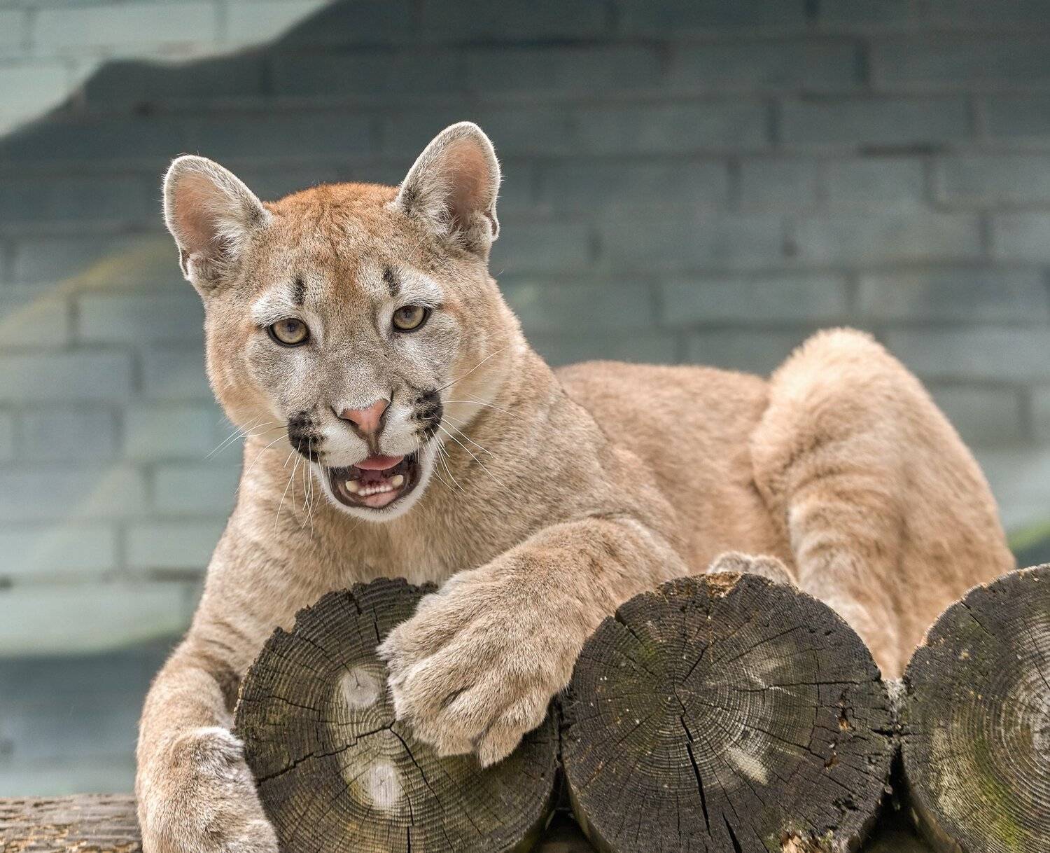 пума, Олег Богданов