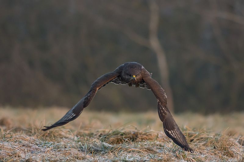 Lotnik фото превью