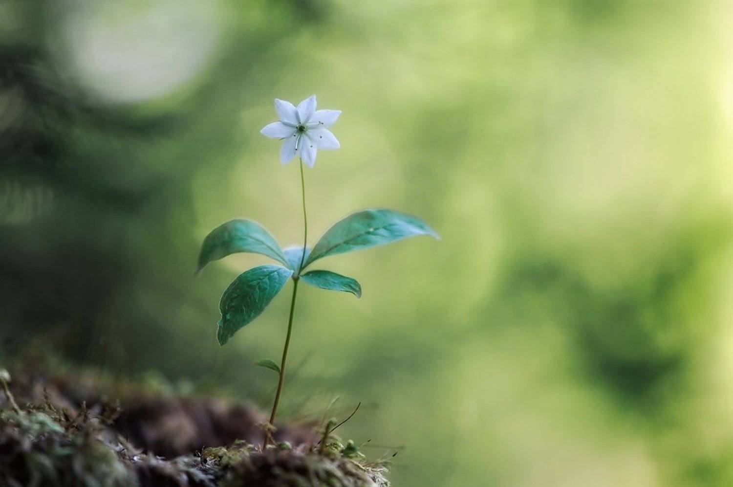 макро,лес,весна,седмичник европейский, Наталия