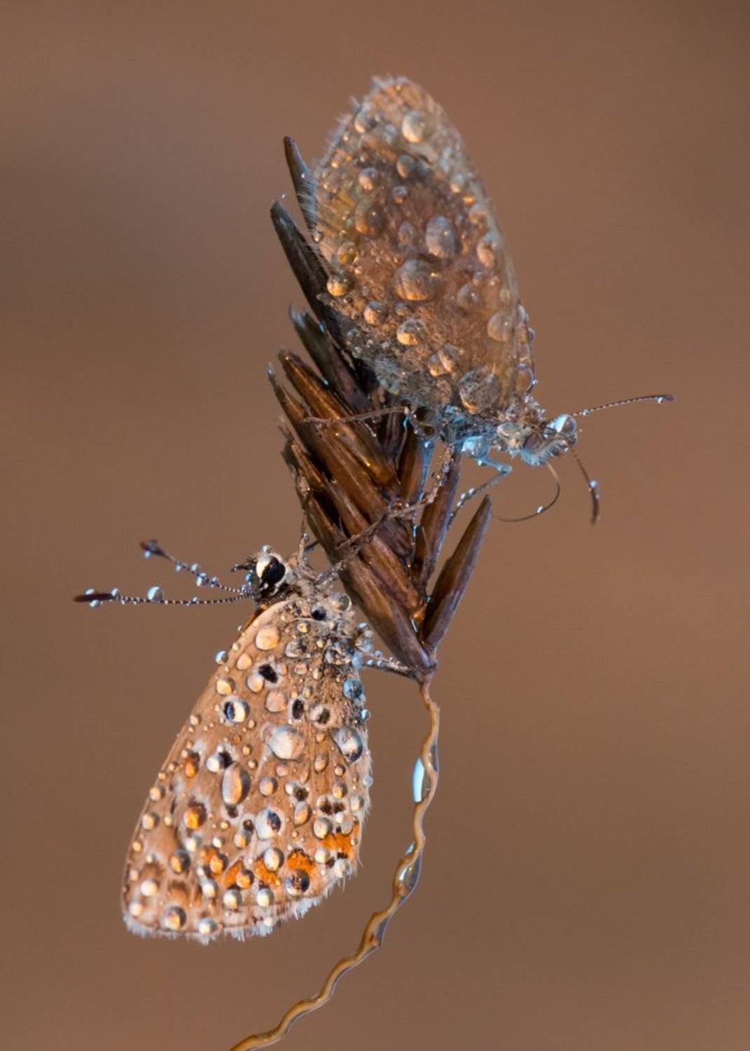 бабочка, утро, икар, лимонница, Анна Иванова