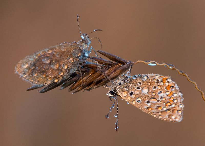 бабочка, утро, икар, лимонница С добрым утром! фото превью