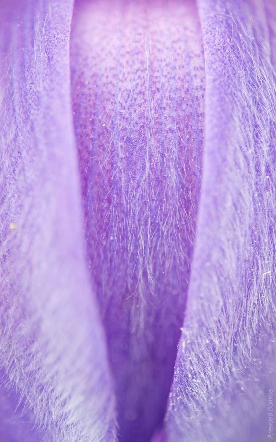 бутон, цветок, сон-трава, прострел, весна, Алексей Волков