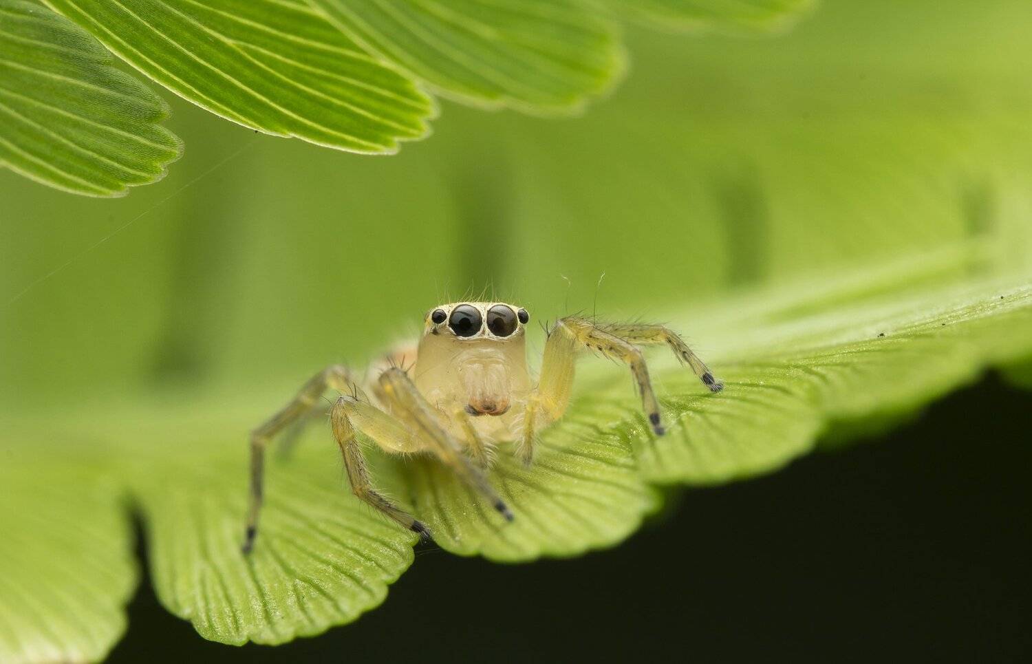 #macro#spider#colors, Choo How Lim