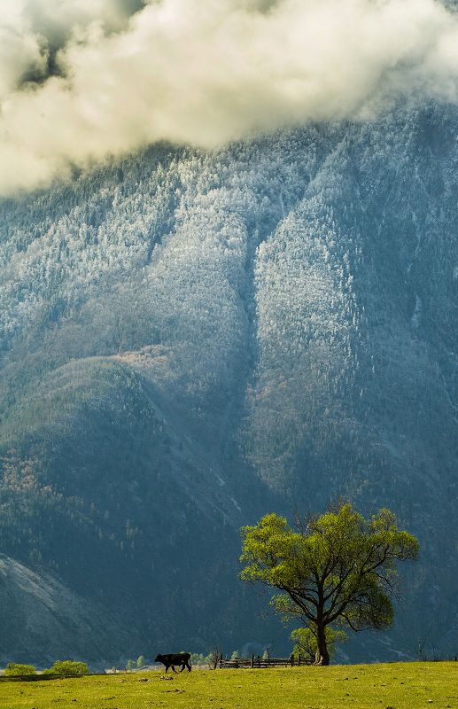 корова с любимым деревом фото превью