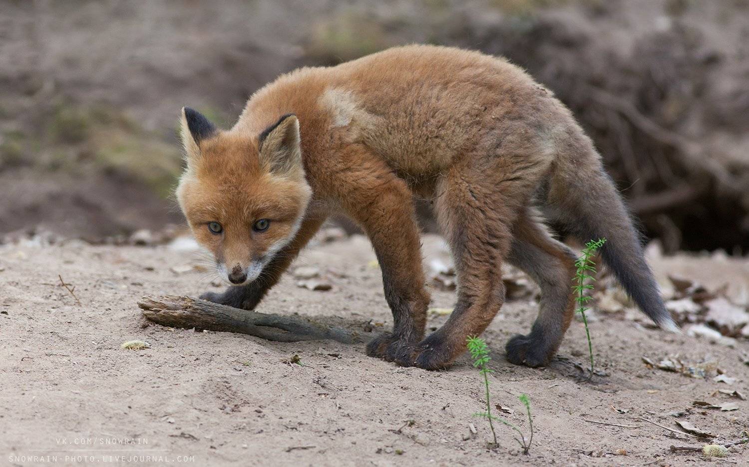лиса, фотоохота, анималистика, дикая природа, природа, лес, животные, nature, wildlife, fox, animal, wildlifephoto, Snowrain