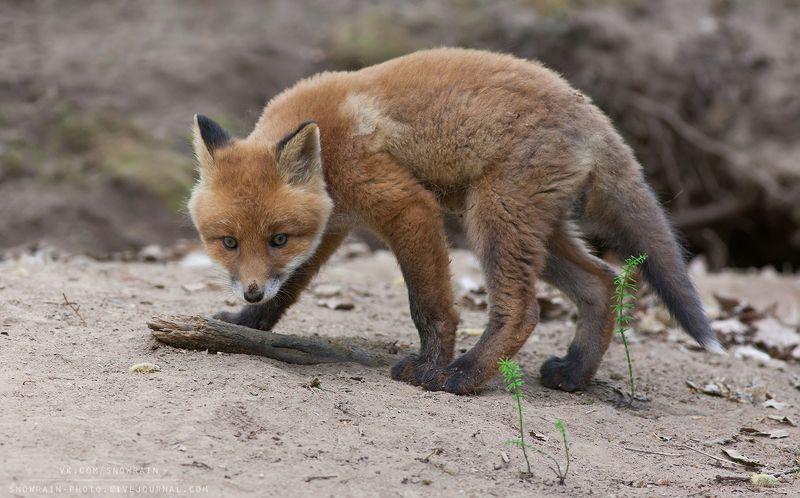 лиса, фотоохота, анималистика, дикая природа, природа, лес, животные, nature, wildlife, fox, animal, wildlifephoto Лисенок фото превью