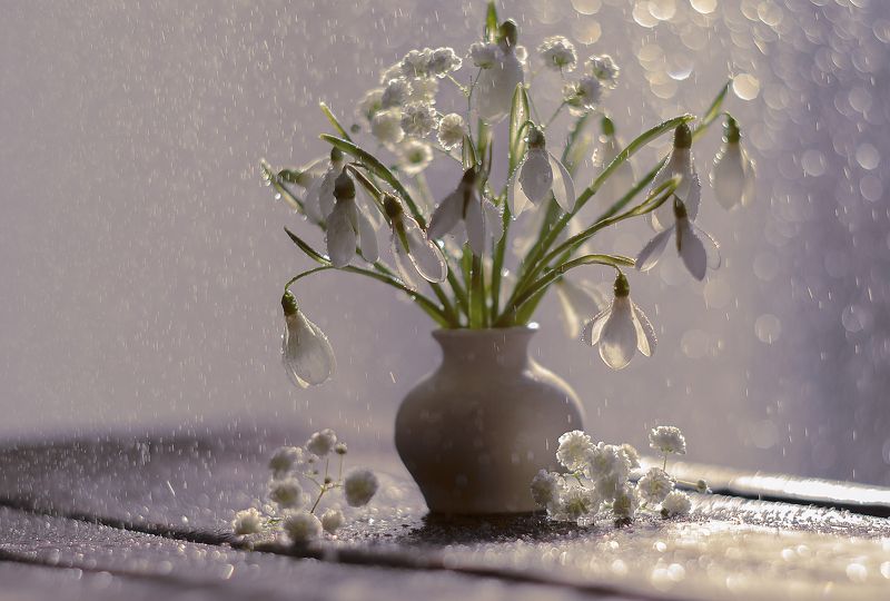 Подснежники. фото превью