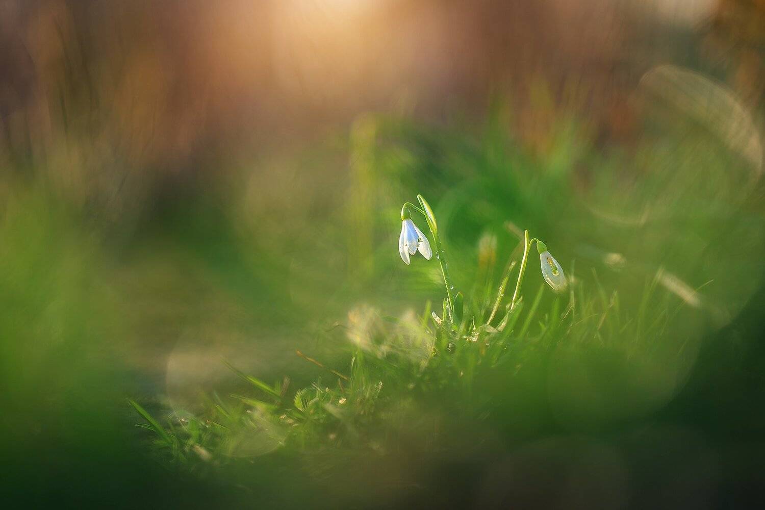 , Инна Сухова