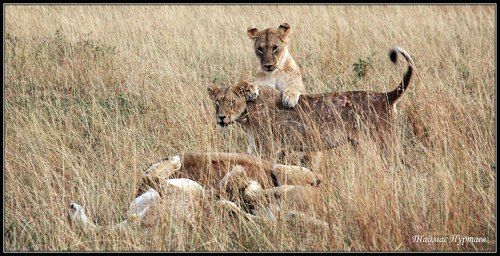 МАСАИ- МАРА   ПОДРАСТКОВЫЕ ЗАБАВЫ