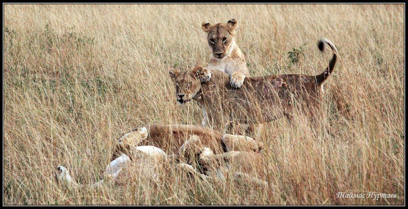 мара МАСАИ- МАРА   ПОДРАСТКОВЫЕ ЗАБАВЫ фото превью
