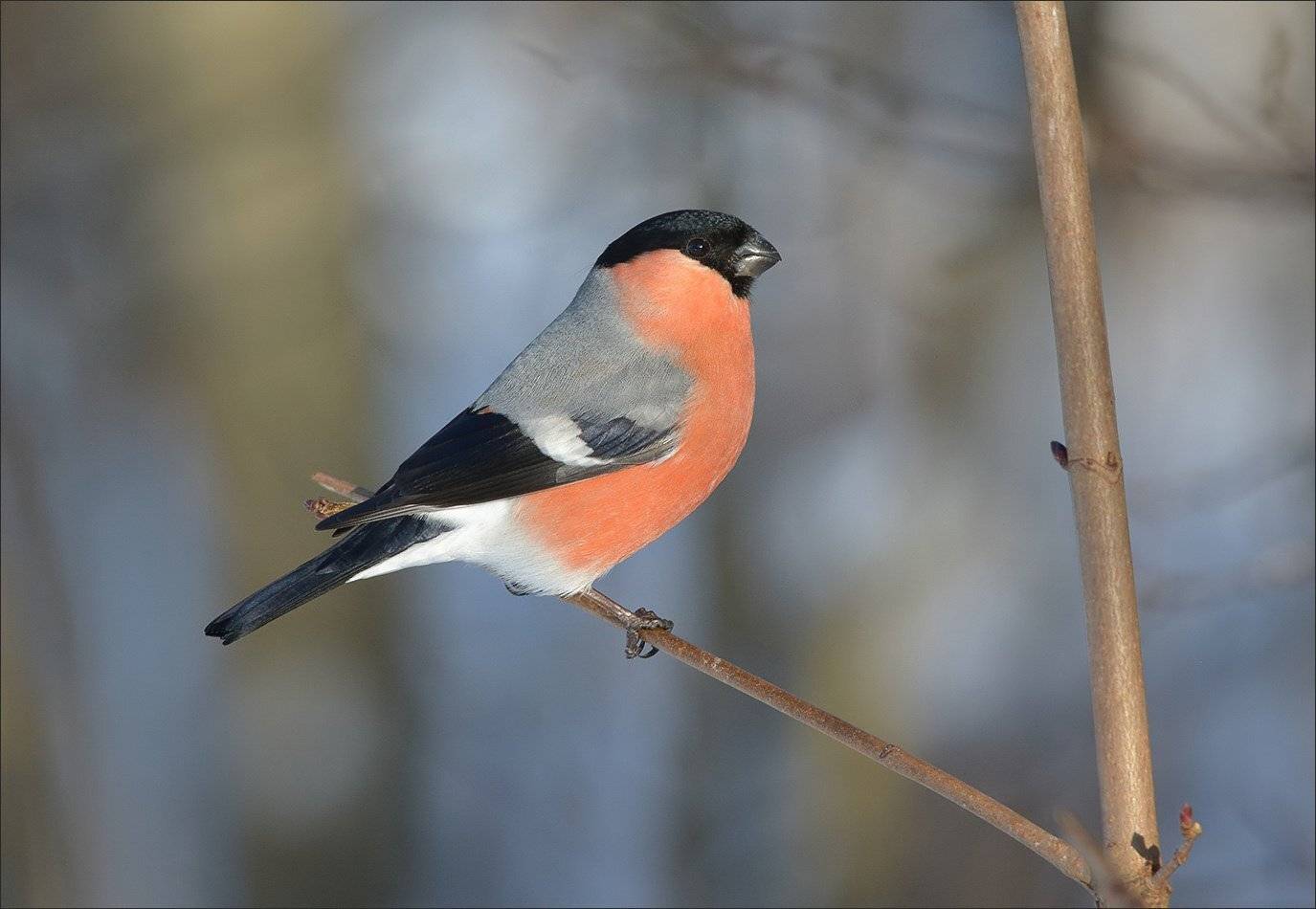 снегирь, Андрей Медведев