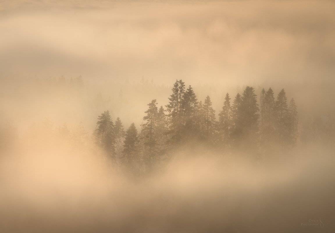 туман, игора, ленинградская область, зима, дымка, деревья, остров, минимализм, Степаненко Ольга